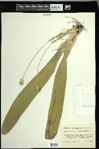 Carex fraseriana image