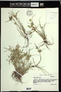 Cyperus compressus image