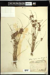 Cyperus bipartitus image