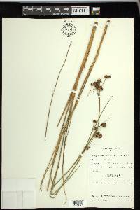 Cladium mariscoides image