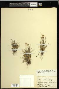 Carex viridula image