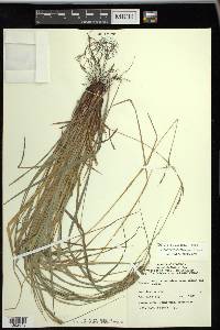 Carex virescens image