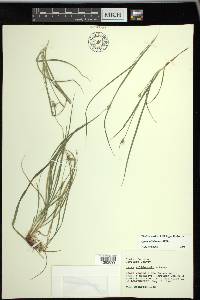 Carex willdenowii image