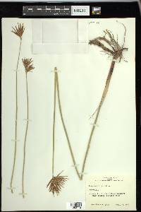 Cyperus articulatus image