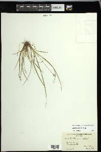 Carex willdenowii image