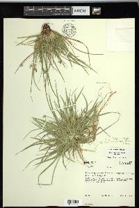 Carex tonsa var. tonsa image