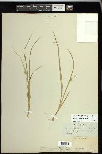 Carex willdenowii image