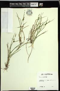 Carex viridula image