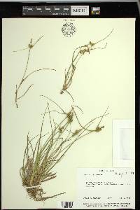 Carex viridula image