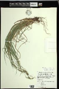 Carex virescens image