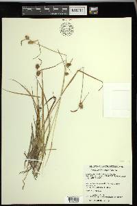 Carex viridula subsp. brachyrrhyncha image