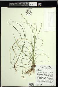 Carex woodii image