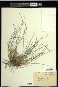 Carex tonsa image