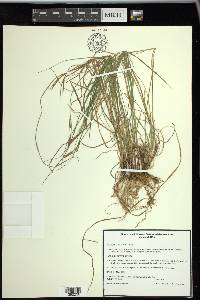 Carex woodii image