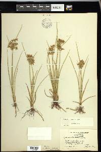 Cyperus dentatus image