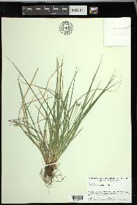 Carex willdenowii image