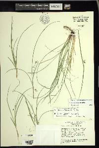 Carex willdenowii image