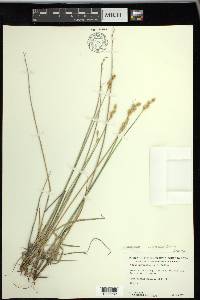 Carex xerantica image