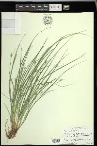 Carex willdenowii image