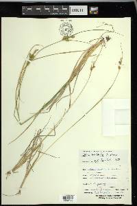 Carex viridula image