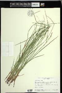 Carex woodii image