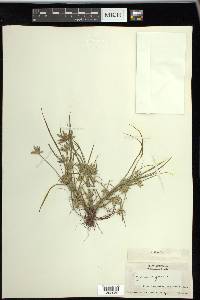 Cyperus compressus image