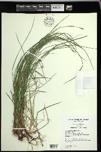 Carex woodii image