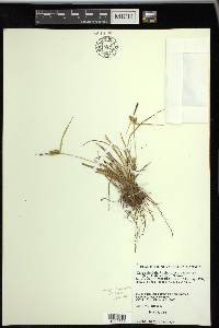 Carex viridula subsp. oedocarpa image