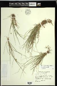 Carex willdenowii image