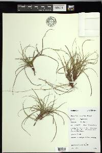 Carex tonsa var. rugosperma image