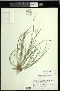 Carex willdenowii image