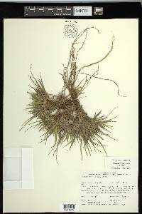 Carex tonsa image