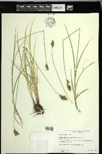 Carex wootonii image