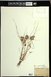 Cyperus bipartitus image