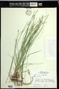 Carex woodii image