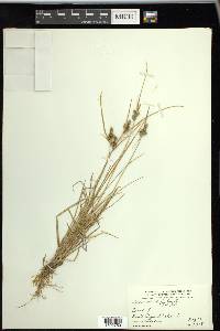 Carex viridula image