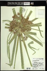 Cyperus involucratus image