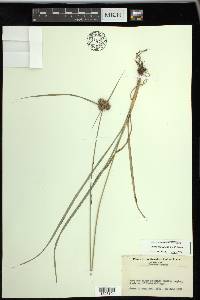 Cyperus echinatus image