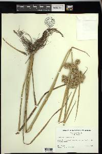 Cyperus distinctus image