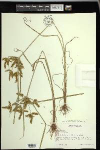 Cyperus iria image