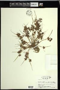 Cyperus diandrus image