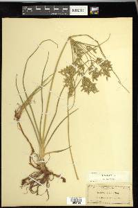 Cyperus lecontei image