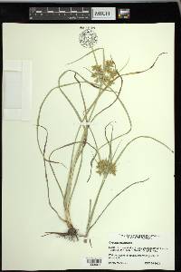 Cyperus ochraceus image