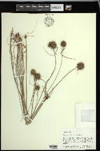 Cyperus filiculmis image