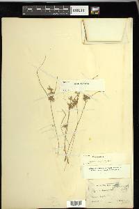 Cyperus flavescens image