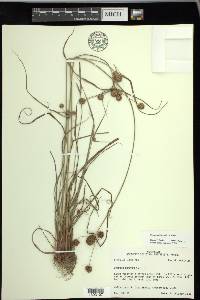 Cyperus echinatus image