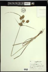 Cyperus lancastriensis image