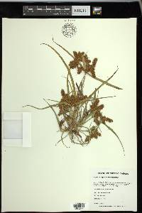 Cyperus erythrorhizos image