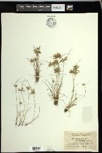 Cyperus flavescens image