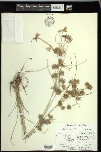 Cyperus grayi image